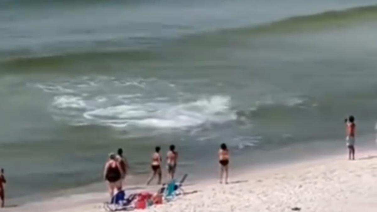 Alabama shark