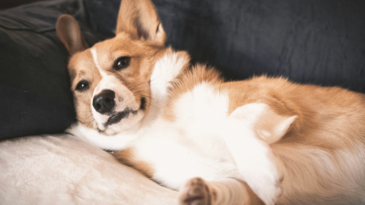 New Mexico woman claims PetSmart abused her dog