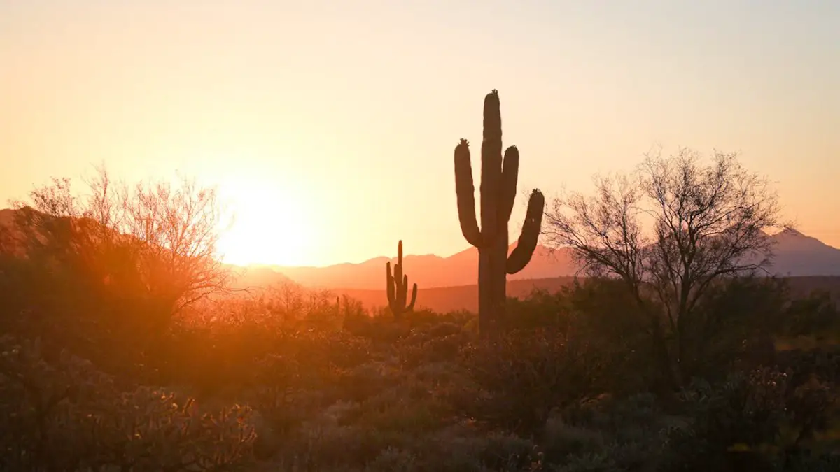Arizona Desert