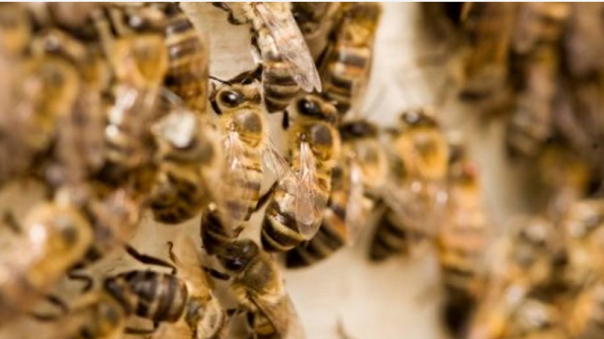 Bees