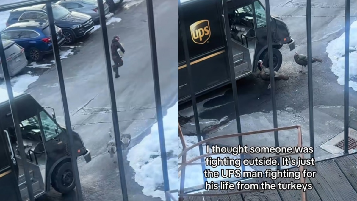 Connecticut UPS Driver vs. Turkeys
