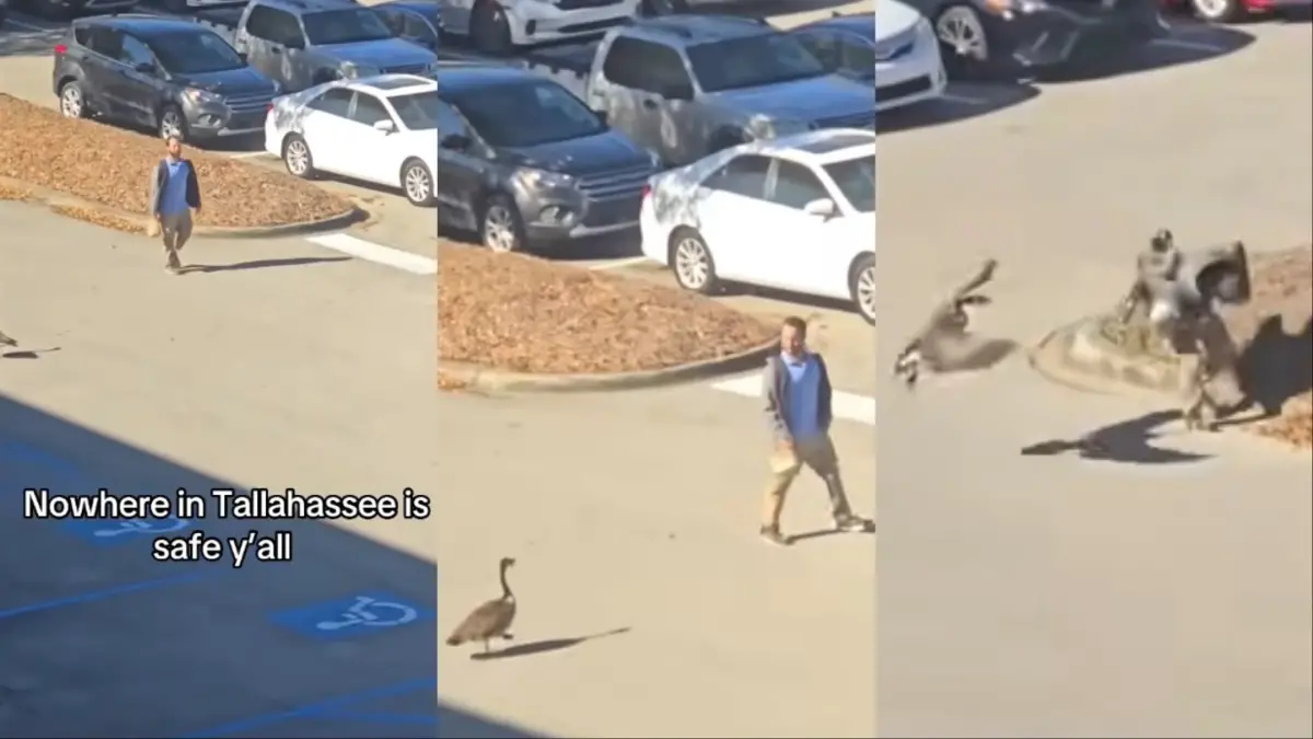 Florida Goose Attack