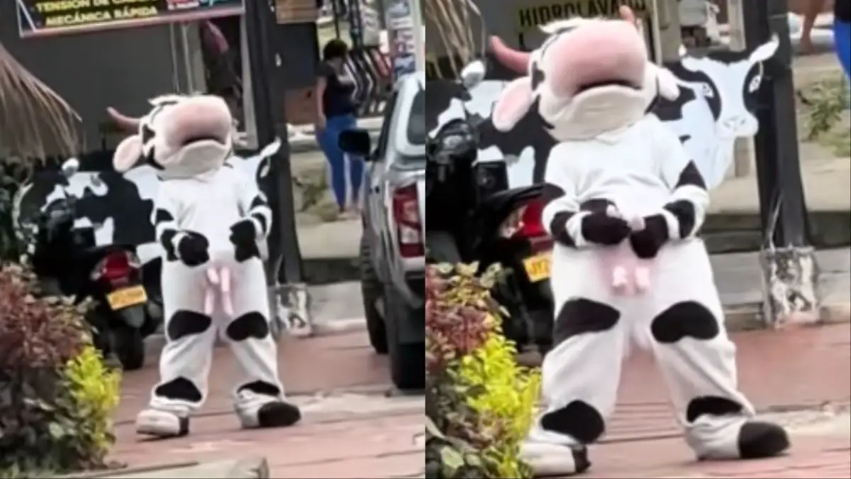 California Cow Goes Crazy