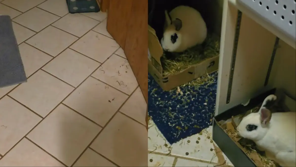 Nebraska Bunny Closet