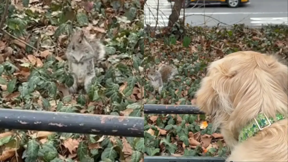 New York Squirrel Karen