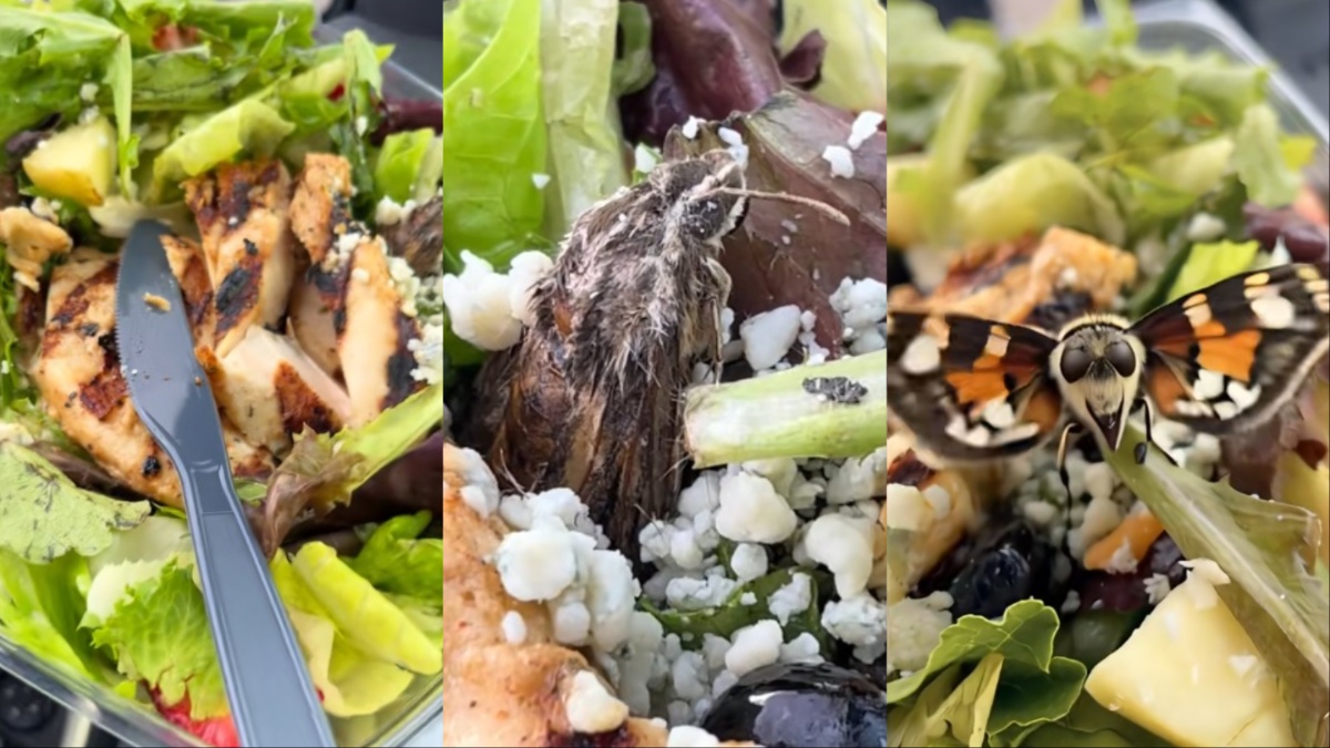 Oregon woman's moth salad