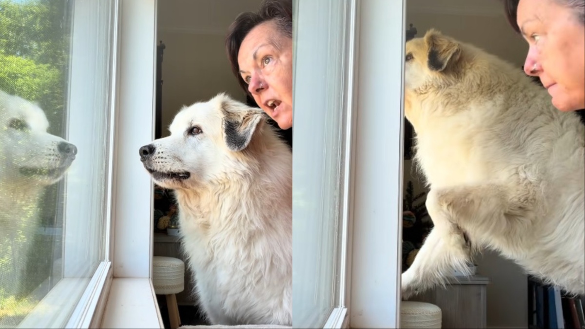 North Carolina Dog Owner