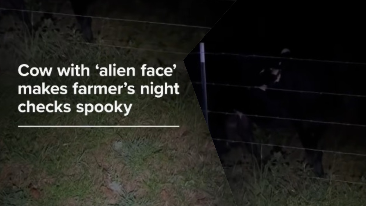 Spooky Arkansas Cow
